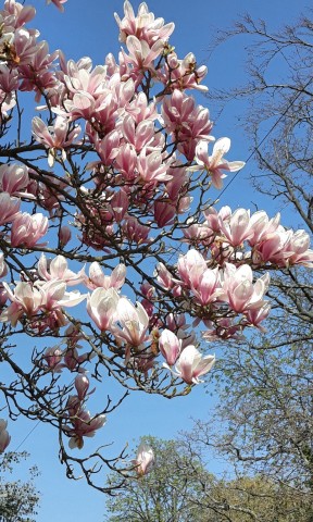 Magnolia Magnolia blossom against a blue sky